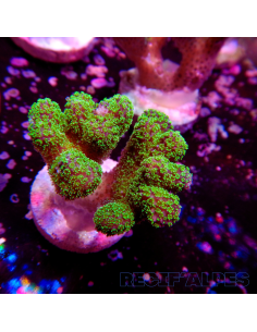 STYLOPHORA PISTILLATA GREEN POLYP | Récif Alpes