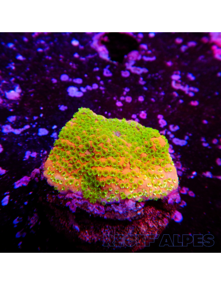 Montipora Sunset | Récif Alpes