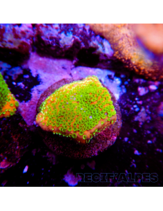 Montipora Sunset | Récif Alpes
