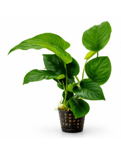 copia de copia de copia de Anubias nana