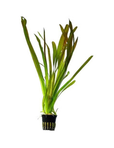 Vallisneria spiralis rood