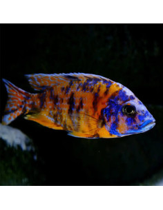 copy of copy of copy of copy of copy of copy of copy of Aulonocara sulfurhead peacock