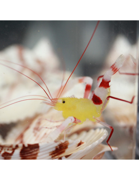 STENOPUS HISPIDUS | Récif Alpes