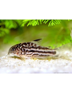 CORYDORAS ELEGANS xxl | Récif Alpes