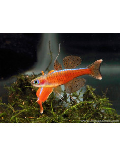 Pseudomugil luminatus