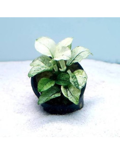 ANUBIAS SPP | Récif Alpes