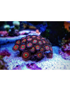 PROTOPALYTHOA RED BUTTON