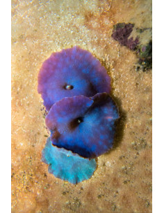 DISCOSOMA BLUE /  le polype