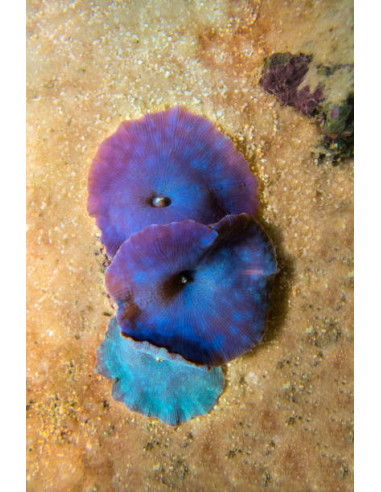 DISCOSOMA BLUE