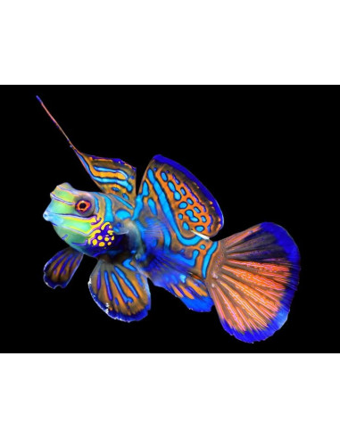 SYNCHIROPUS SPLENDIDUS  ( TAILLE S)