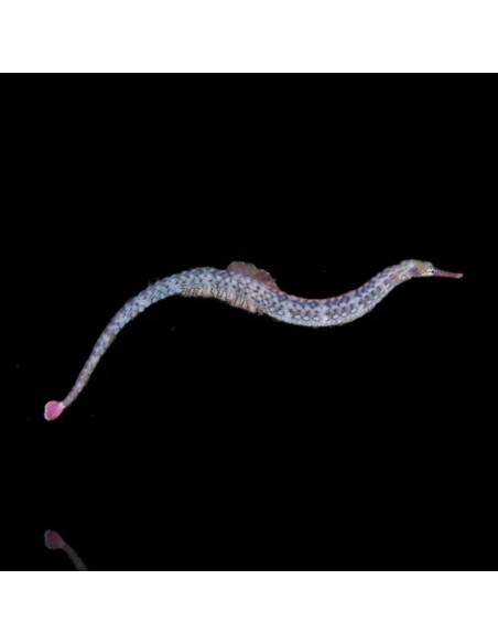 CORYTHOICHTHYS  INTESTINALIS