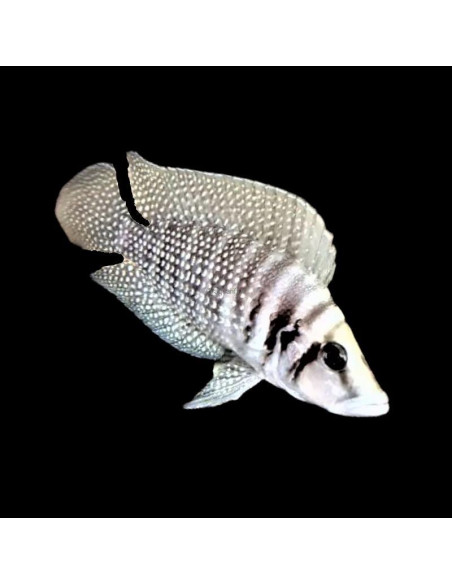 ALTOLAMPROLOGUS CALVUS  | Récif Alpes