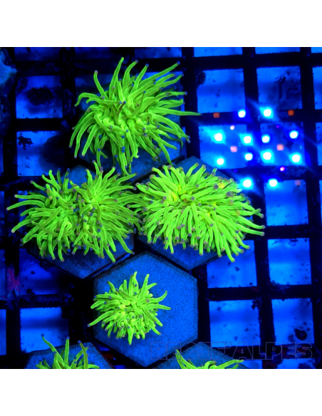 EUPHYLLIA GLABRESCENS GOLD (1 tête)