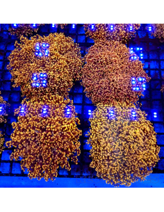 euphyllia paradivisa | Récif Alpes