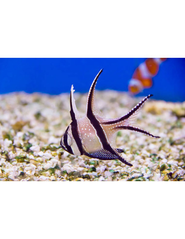PTERAPOGON KAUDERNI