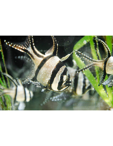 PTERAPOGON KAUDERNI