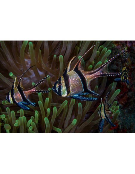 PTERAPOGON KAUDERNI