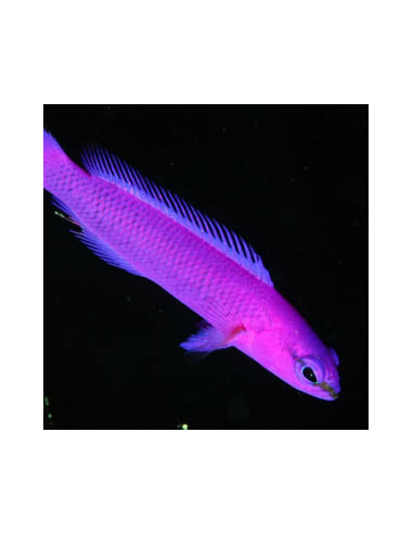 PSEUDOCHROMIS FRIDMANI