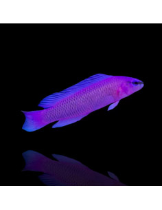 PSEUDOCHROMIS FRIDMANI | Récif Alpes