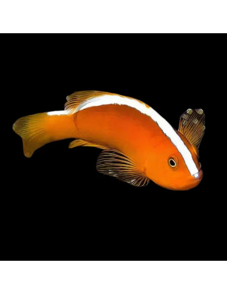 amphiprion sandaracinos (élevage)