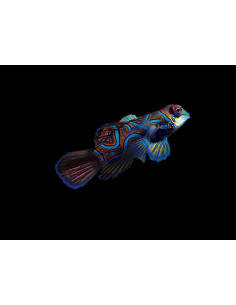 copia de SYNCHIROPUS SYCORAX
