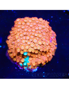 Cyphastrea sp red