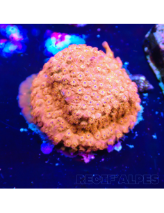 Cyphastrea sp red