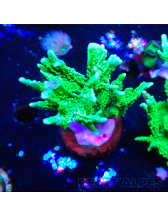 Montipora stellata | Récif Alpes