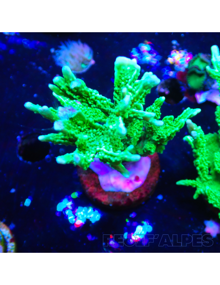 Montipora stellata