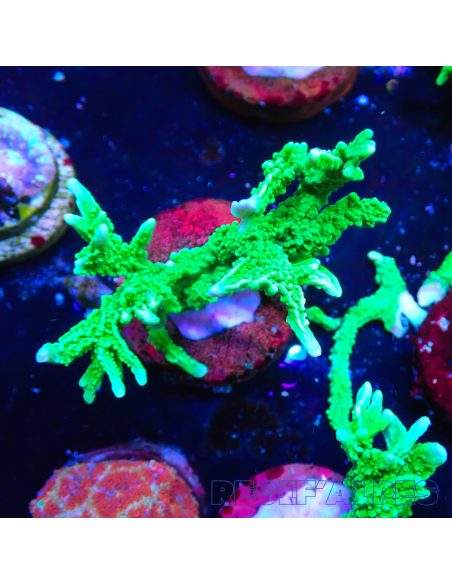 Montipora stellata