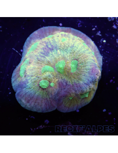 Mycedium robokaki Lily's