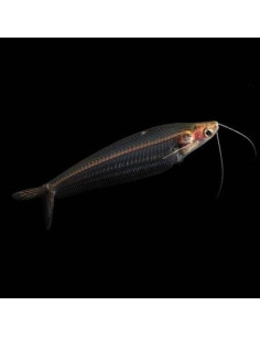 KRYPTOPTERUS BICIRRHIS | Récif Alpes