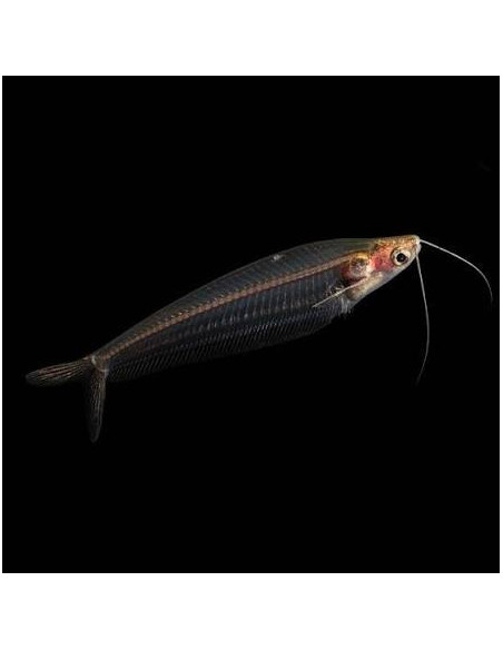 KRYPTOPTERUS BICIRRHIS | Récif Alpes