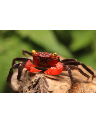 GEOSESARMA RED HAGEN femelle