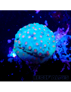 Cyphastrea sp. Vert, Polypes roses