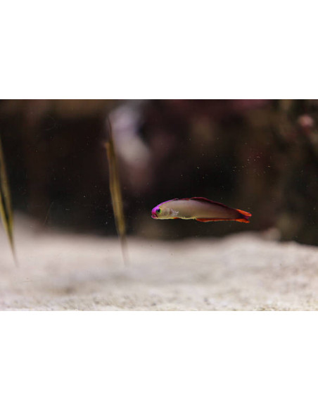 NEMATELEOTRIS DECORA