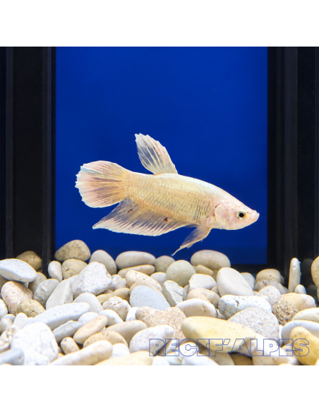 copia de copia de BETTA SPLENDENS MALE CROWNTAIL 11