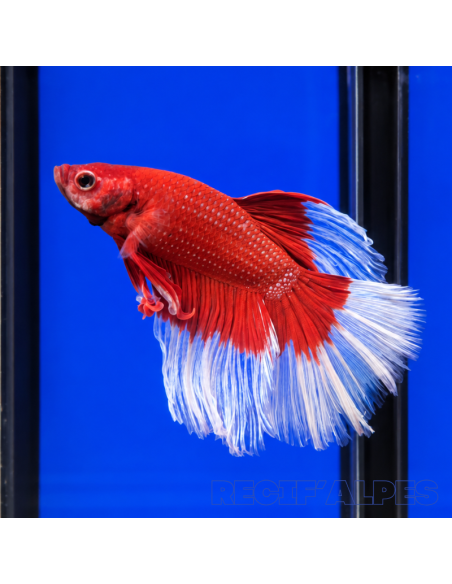 copia de copia de copia de BETTA SPLENDENS MALE CROWNTAIL 11