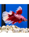 copia de copia de copia de copia de BETTA SPLENDENS MALE CROWNTAIL 11