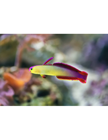 NEMATELEOTRIS DECORA
