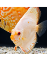 copia de copia de copia de copia de copia de SYMPHYSODON DISCUS