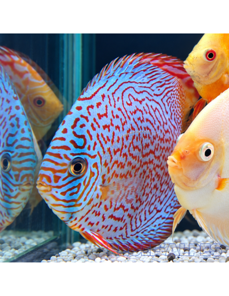 copia de copia de copia de copia de SYMPHYSODON DISCUS