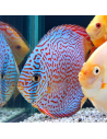 copia de copia de copia de copia de SYMPHYSODON DISCUS