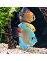 copia de copia de copia de copia de copia de copia de SYMPHYSODON DISCUS