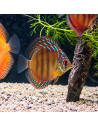 copia de copia de copia de copia de copia de copia de copia de copia de SYMPHYSODON DISCUS