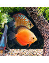 copia de copia de copia de copia de copia de copia de copia de copia de copia de SYMPHYSODON DISCUS