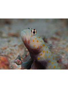 AMBLYELEOTRIS GUTTATA
