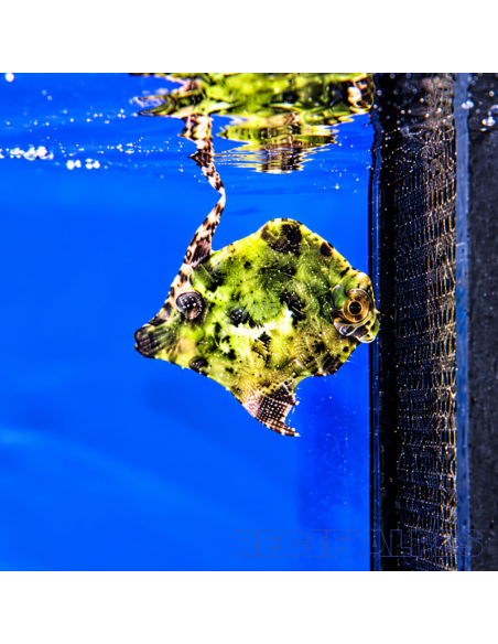 Acreichthys tomentosus