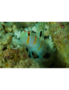 AMBLYELEOTRIS RANDALLI