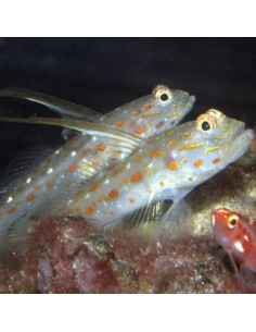 CTENOGOBIOPS TANGAROAI